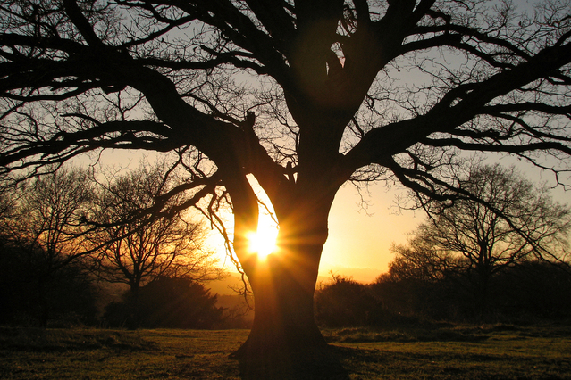 autumn-tree-1382832-639x426